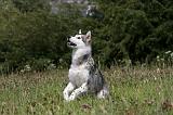 ALASKAN MALAMUTE 703